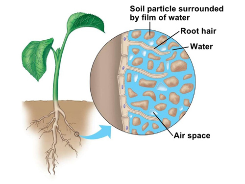 Soil Space Diversity and Its Dynamics